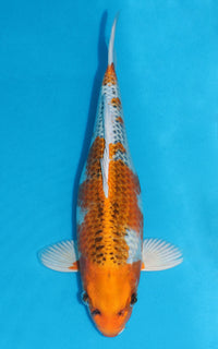 Thumbnail for Kujaku - 36cm REF:19263