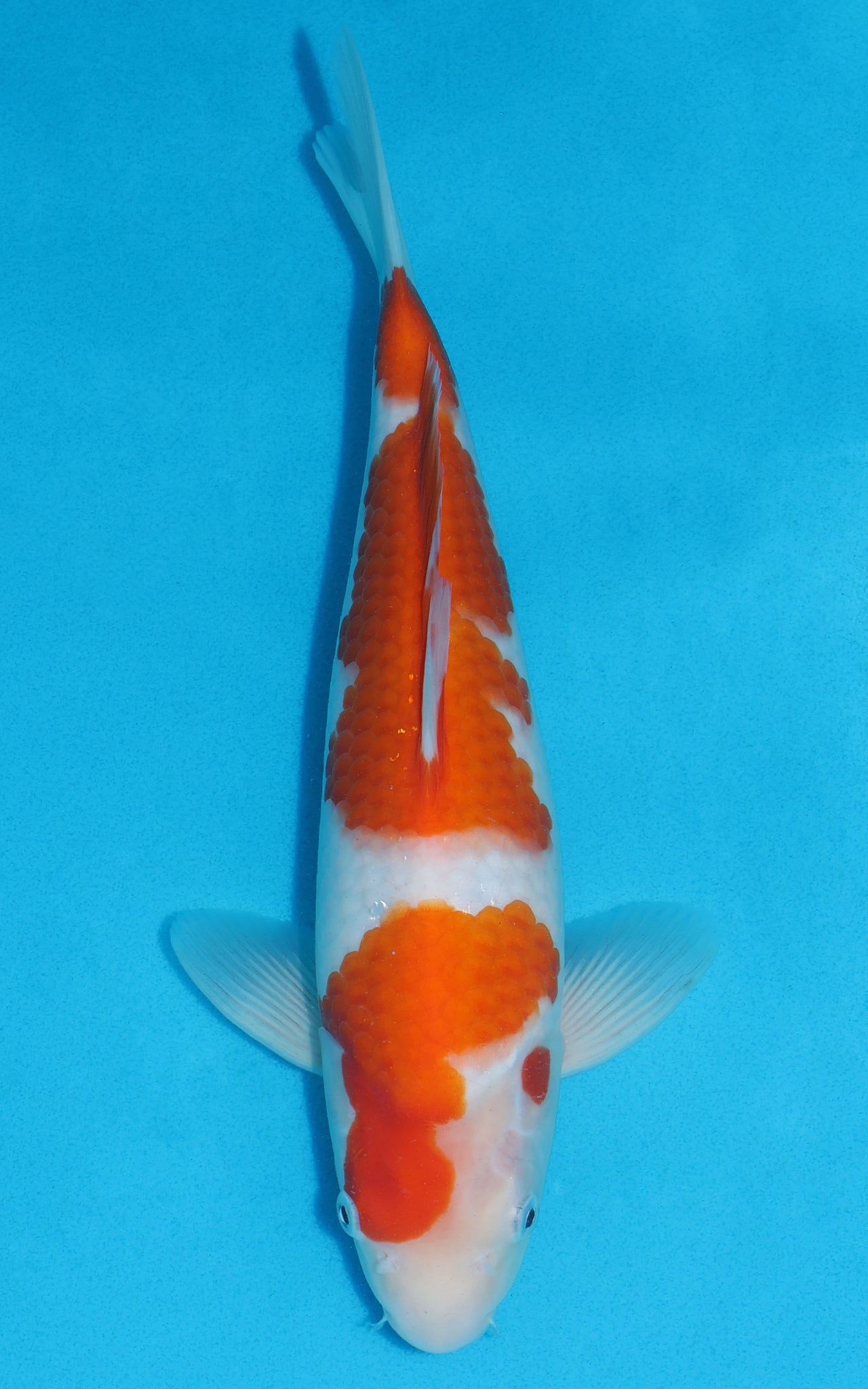 Kohaku - 31cm REF:19264