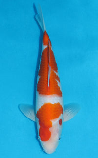 Thumbnail for Kohaku - 31cm REF:19264