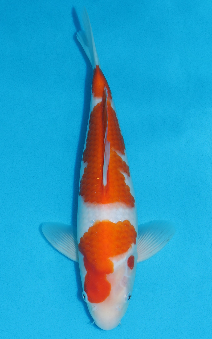 Kohaku - 31cm REF:19264