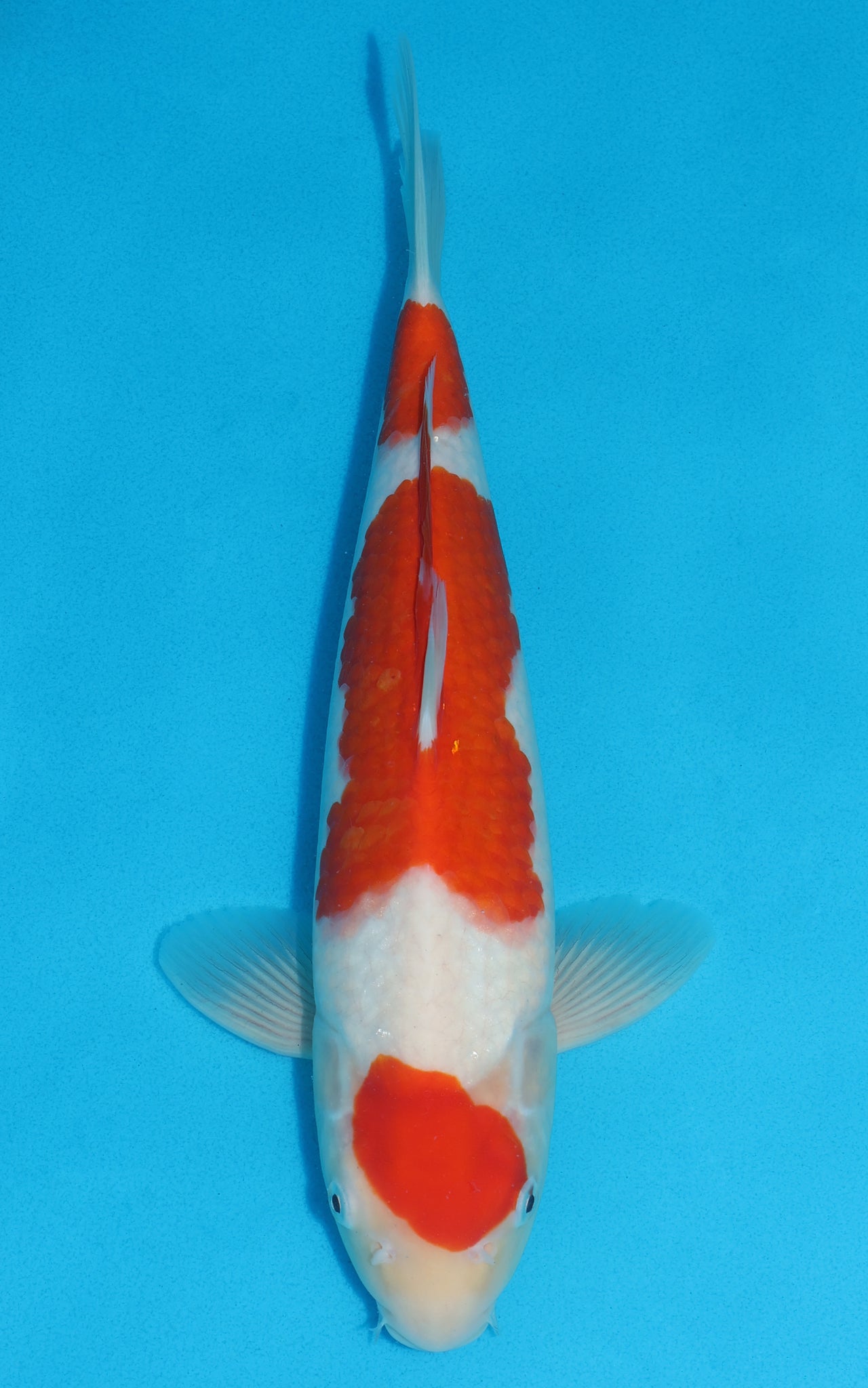 Maruten Kohaku - 35cm REF:19266