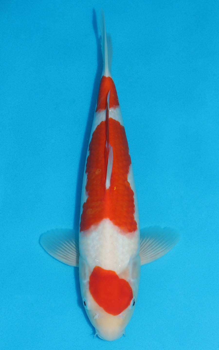 Maruten Kohaku - 35cm REF:19266