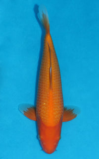 Thumbnail for Benigoi - 31cm REF:19267