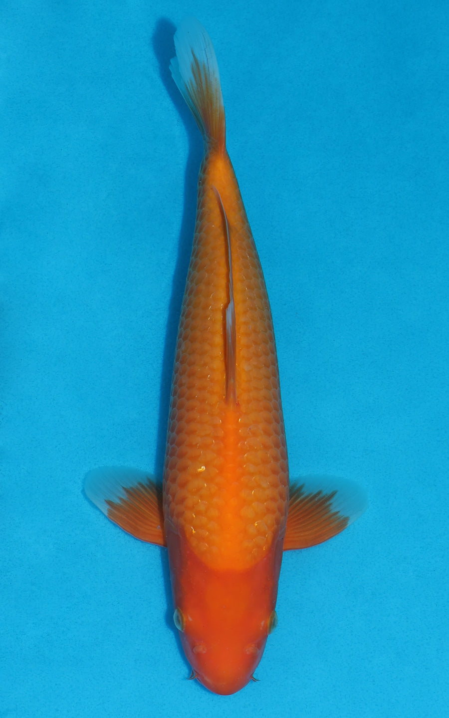 Benigoi - 31cm REF:19267