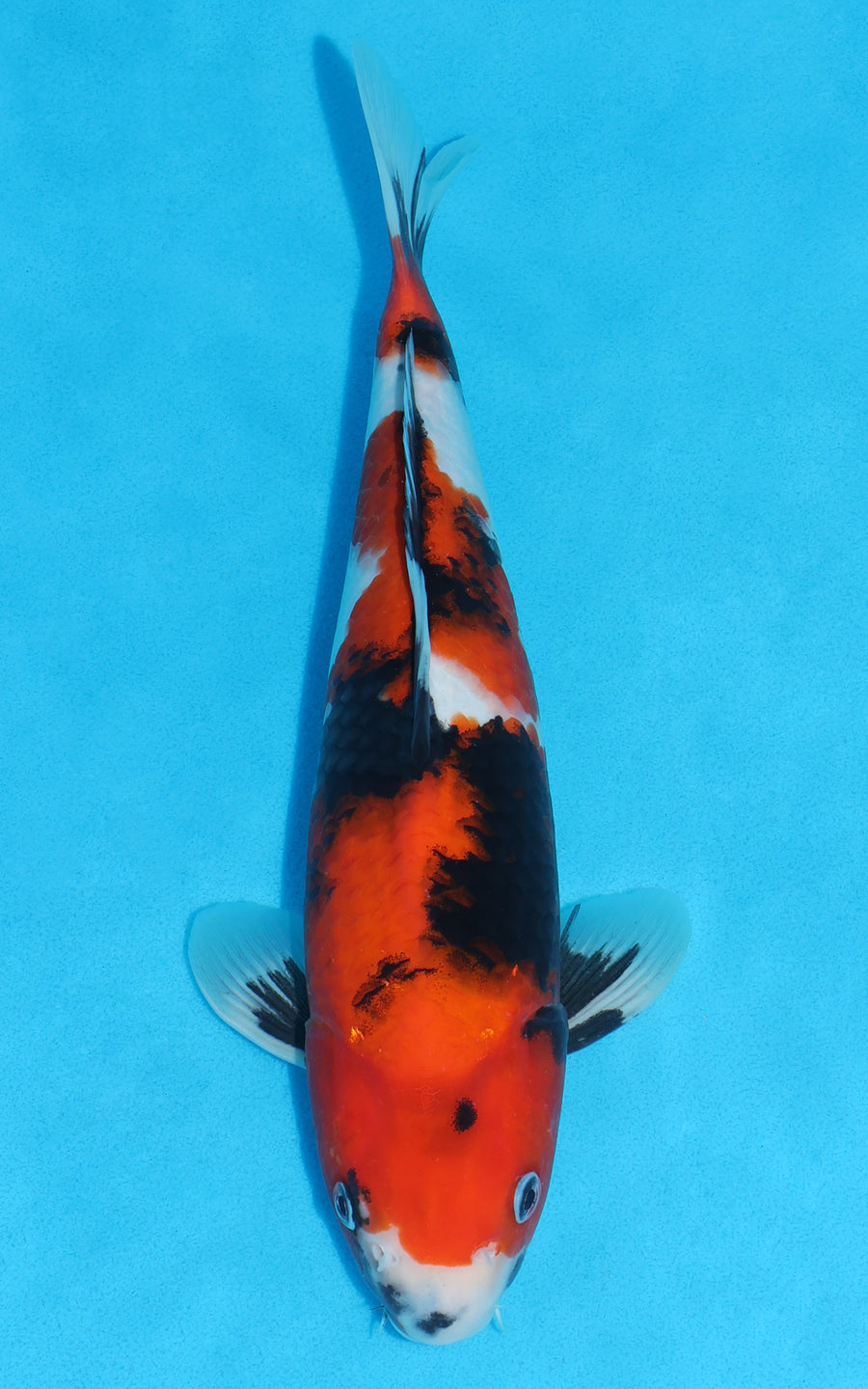 Showa - 34cm REF:29195