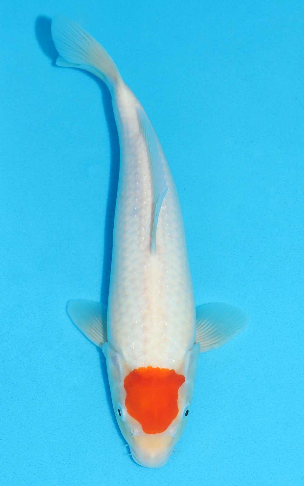 Tancho Kohaku - 33cm REF:19489