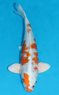 Thumbnail for Kujaku - 35cm REF:19271