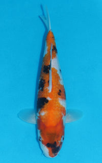 Thumbnail for Showa - 32cm REF:19272