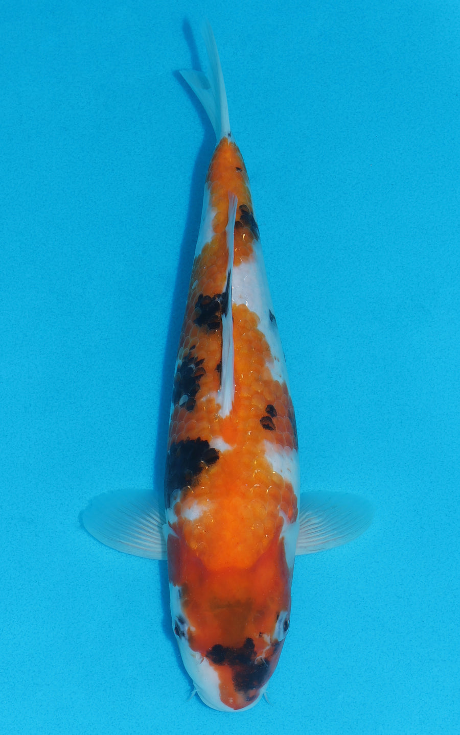 Showa - 32cm REF:19272