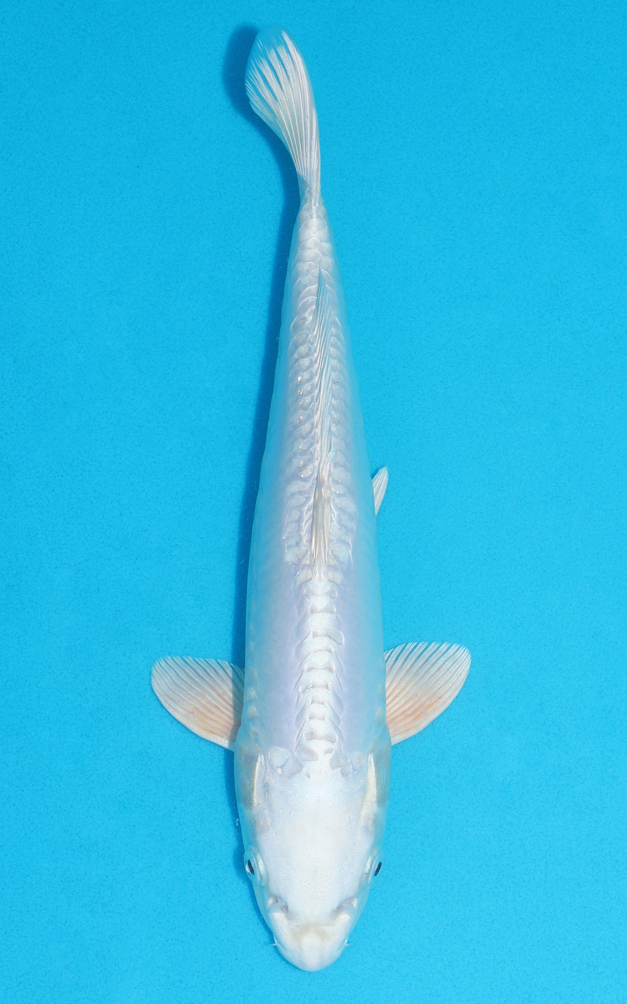 Doitsu Platinum Ogon - 33cm REF:19273