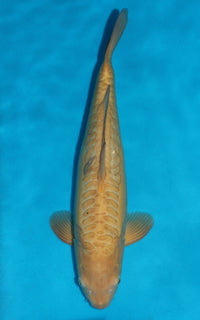 Thumbnail for Doitsu Karashigoi - 46cm REF:39030