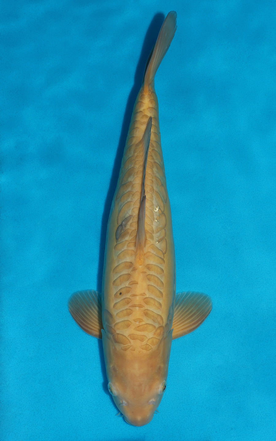 Doitsu Karashigoi - 46cm REF:39030