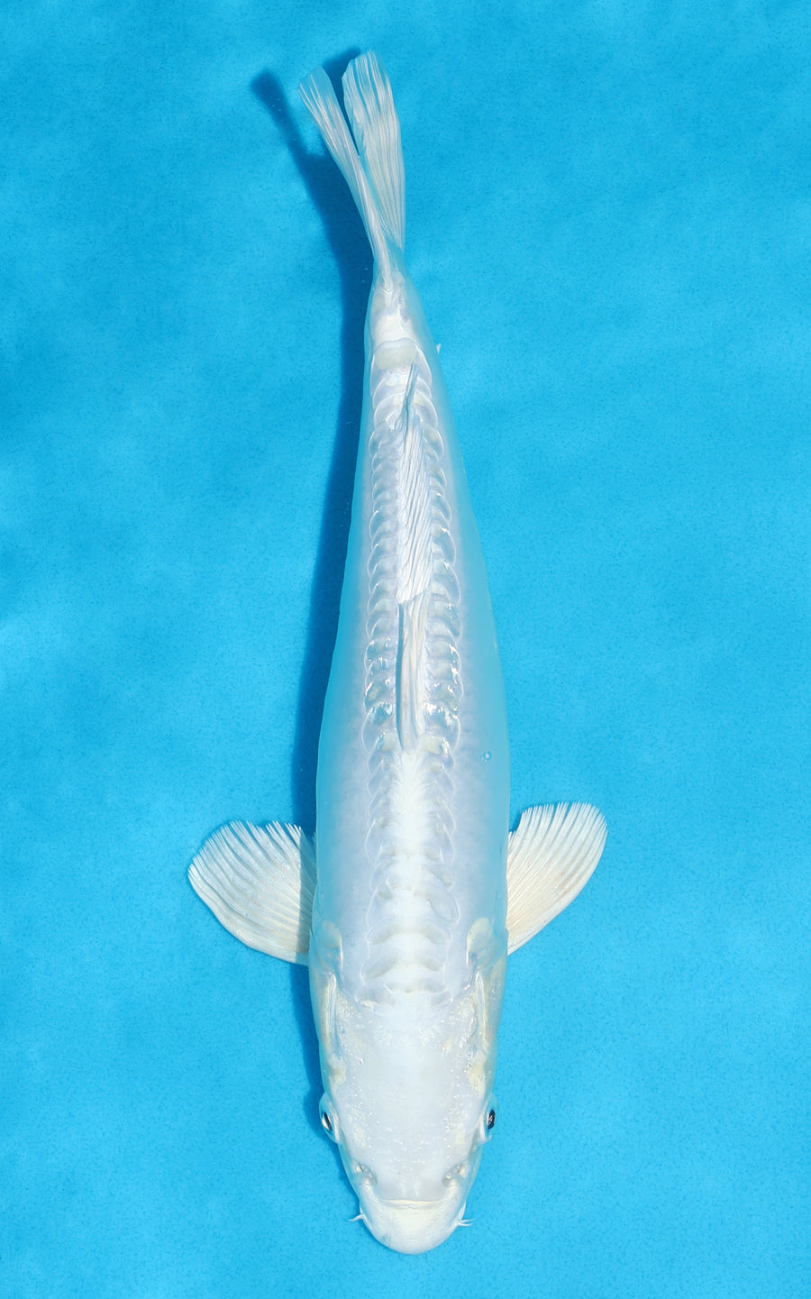 Doitsu Platinum Ogon - 32cm REF:19491