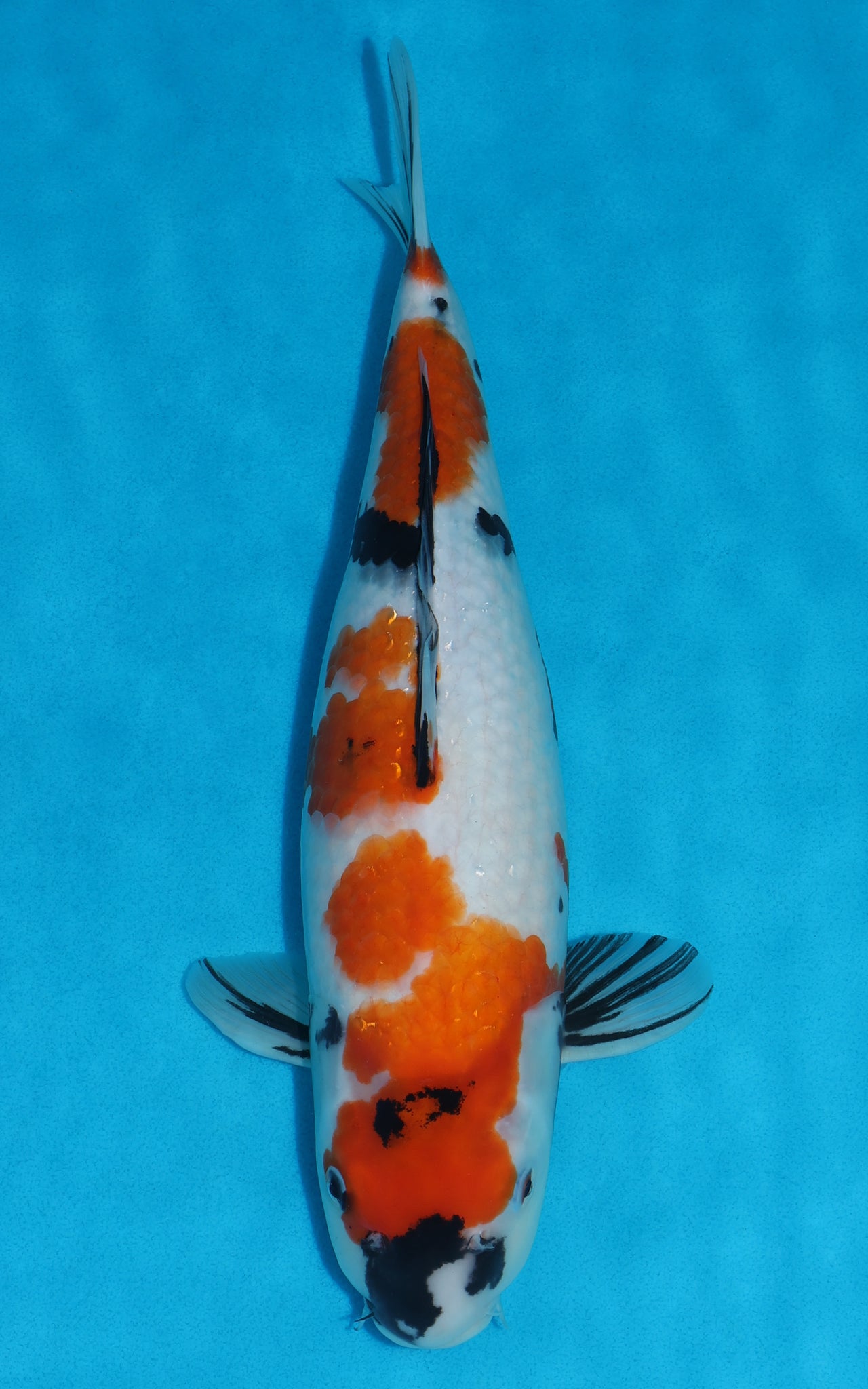 Showa - 40cm REF:39050