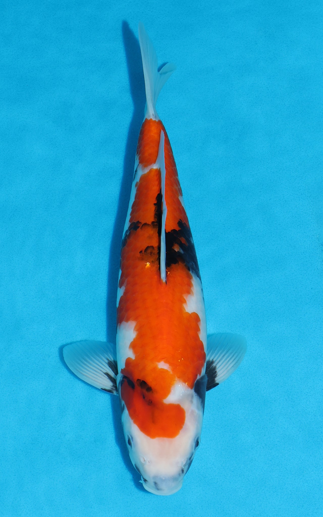 Showa - 34cm REF:19493