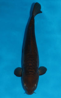 Thumbnail for Aragoke Chagoi - 40cm REF:29054