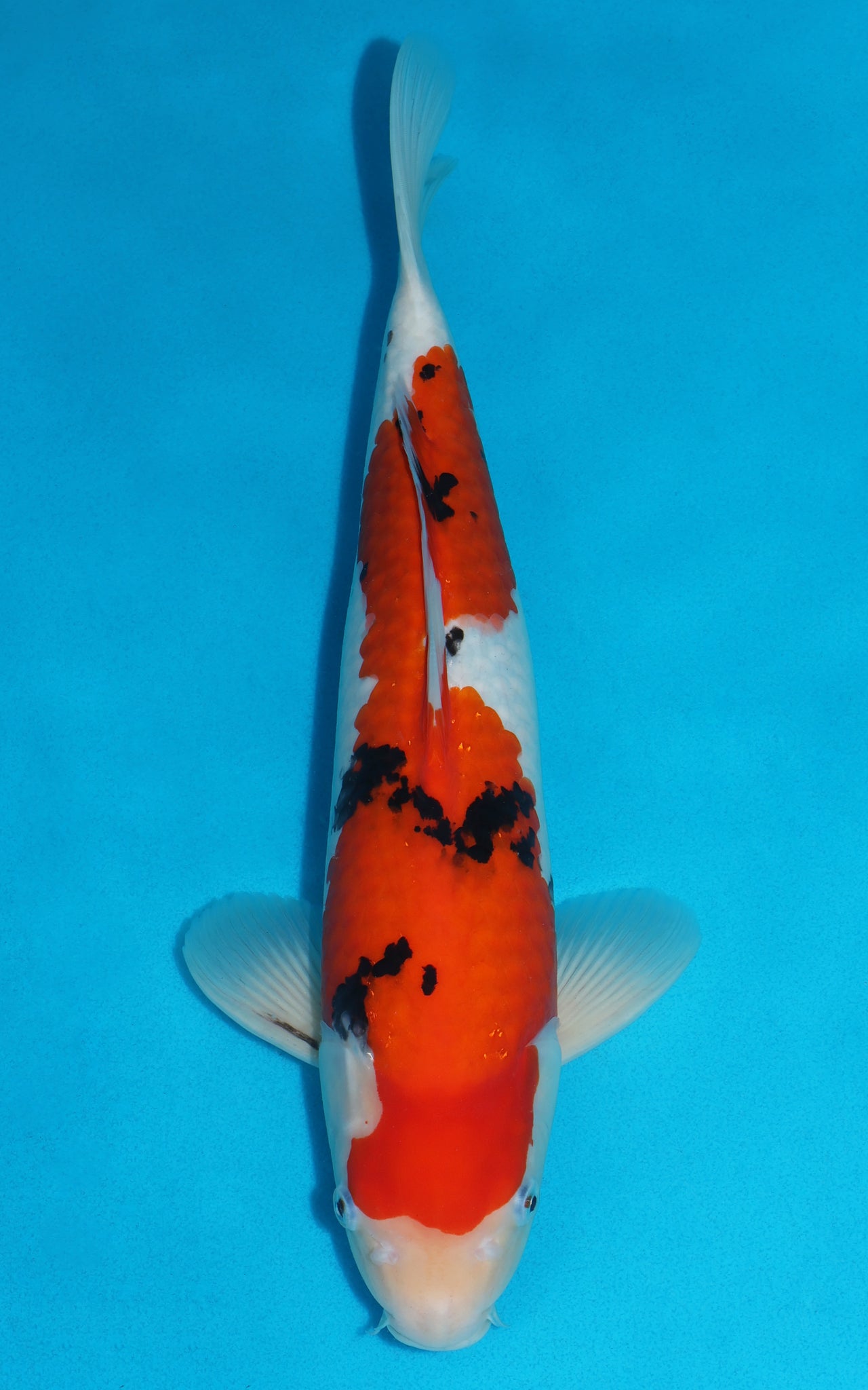 Sanke - 43cm REF:39009