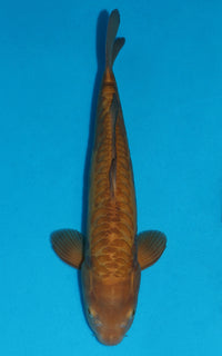 Thumbnail for Doitsu Karashigoi - 41cm REF:29065