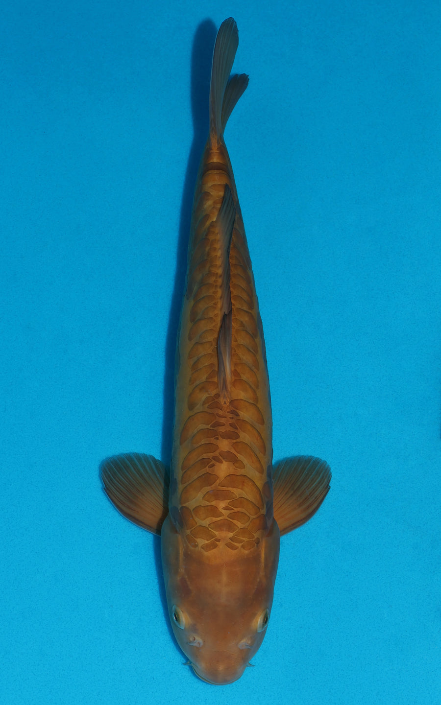 Doitsu Karashigoi - 41cm REF:29065