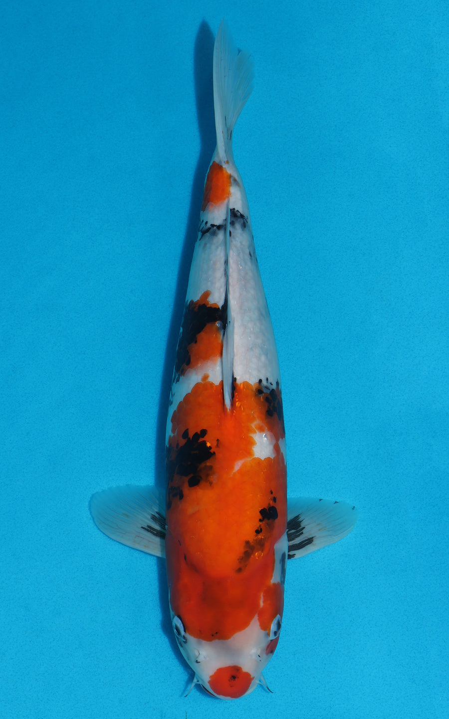 Showa - 41cm REF:29049