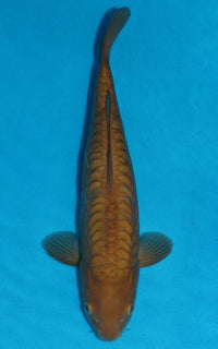 Thumbnail for Doitsu Chagoi - 37cm REF:39057