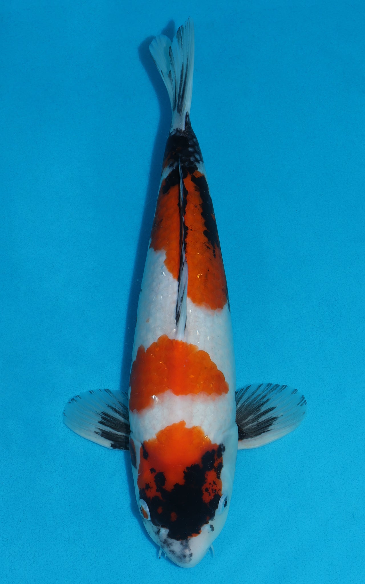 Showa - 40cm REF:39024