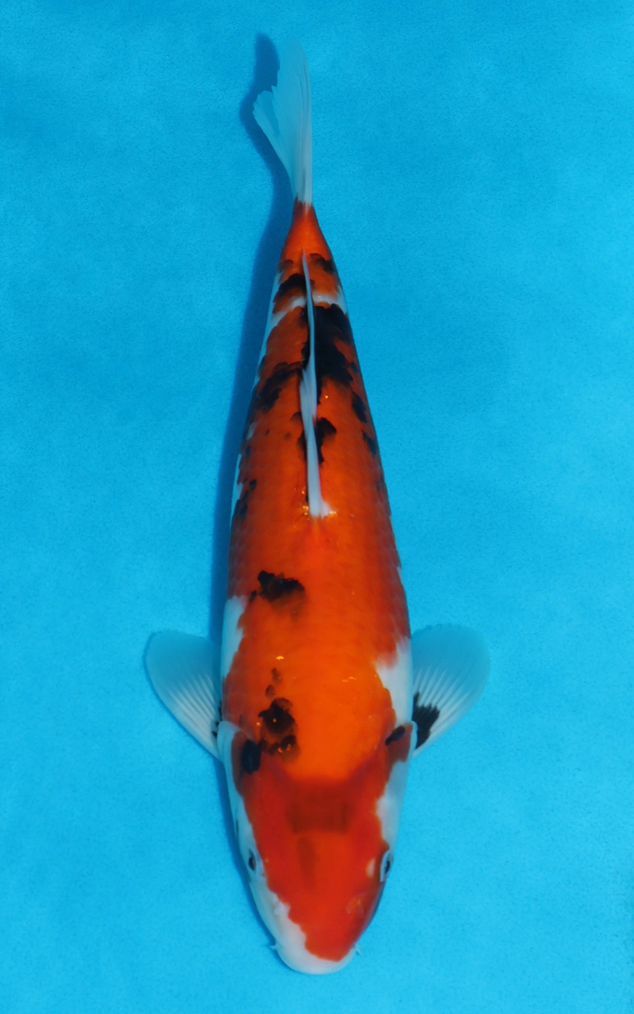 Showa - 33cm REF:19497