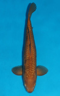 Thumbnail for Aragoke Karashigoi - 42cm REF:29060