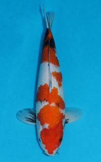 Thumbnail for Showa - 39cm REF:29069