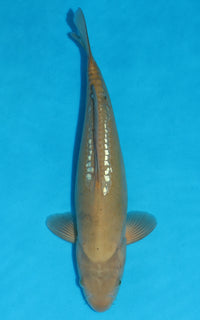 Thumbnail for Gin Rin Doitsu Chagoi - 39cm REF:29050