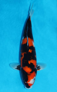 Thumbnail for Hi Showa - 35cm REF:29198