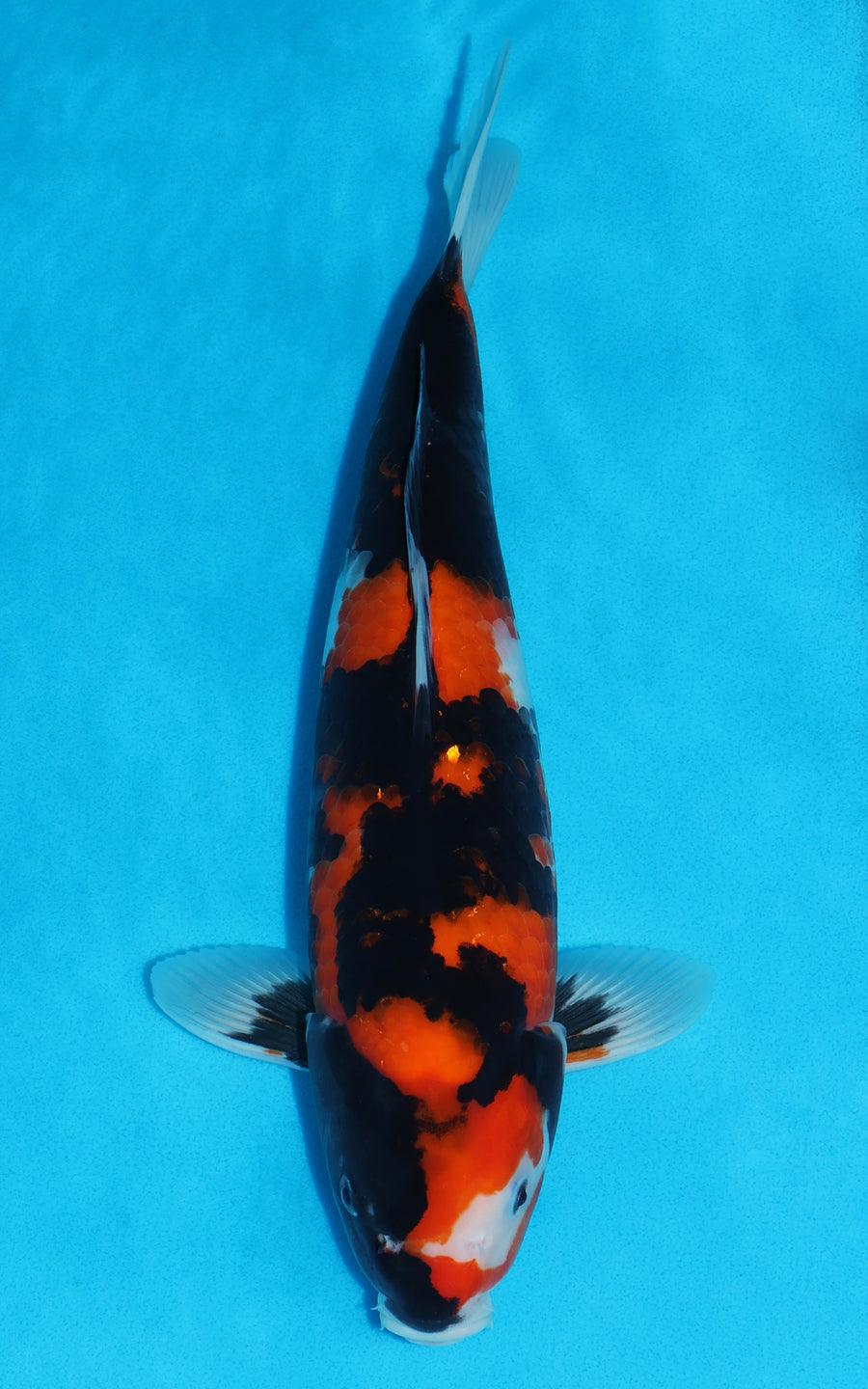 Hi Showa - 35cm REF:29198
