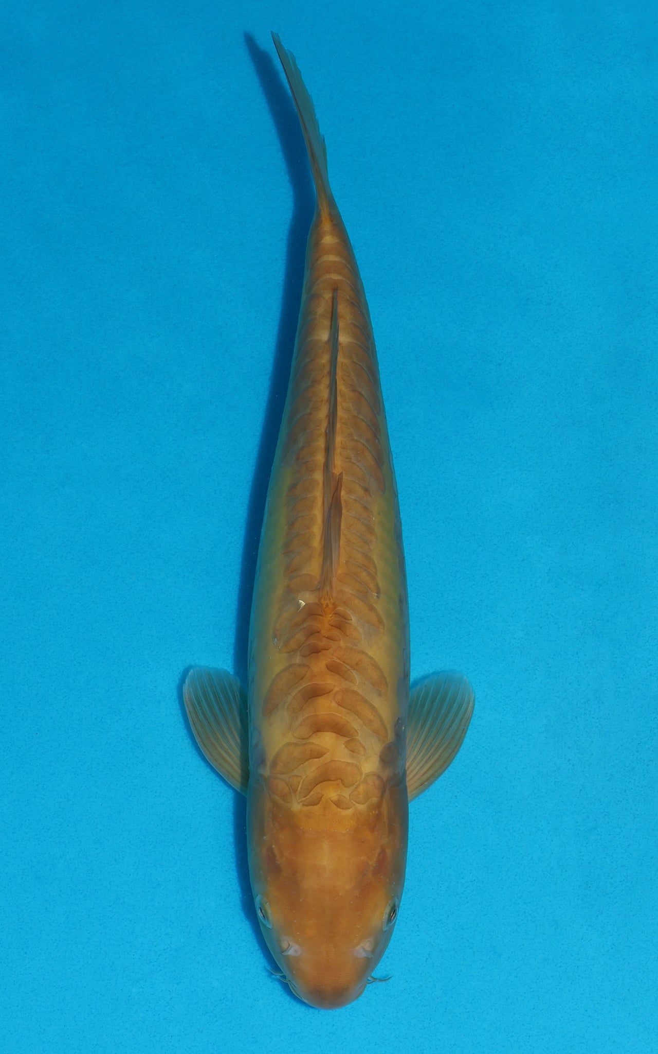 Doitsu Karashigoi - 38cm REF:29061