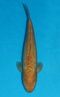 Thumbnail for Doitsu Karashigoi - 38cm REF:29061