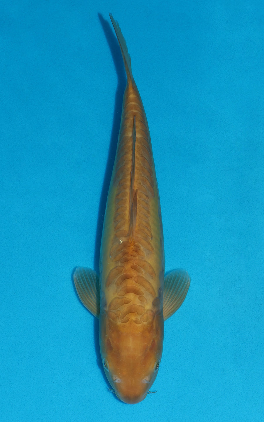 Doitsu Karashigoi - 38cm REF:29061