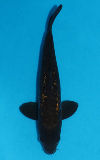 Thumbnail for Gin Rin Aragoke Chagoi - 34cm REF:29064