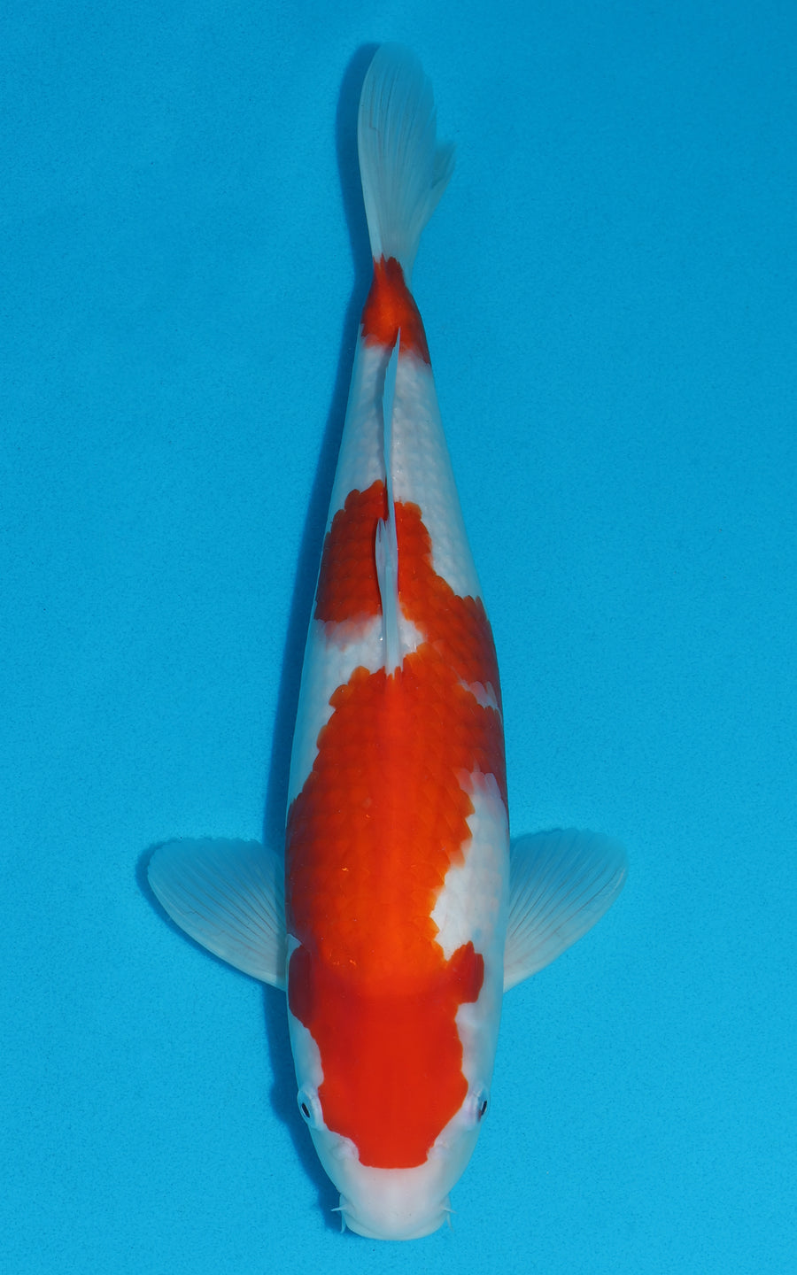 Kohaku - 40cm REF:29002