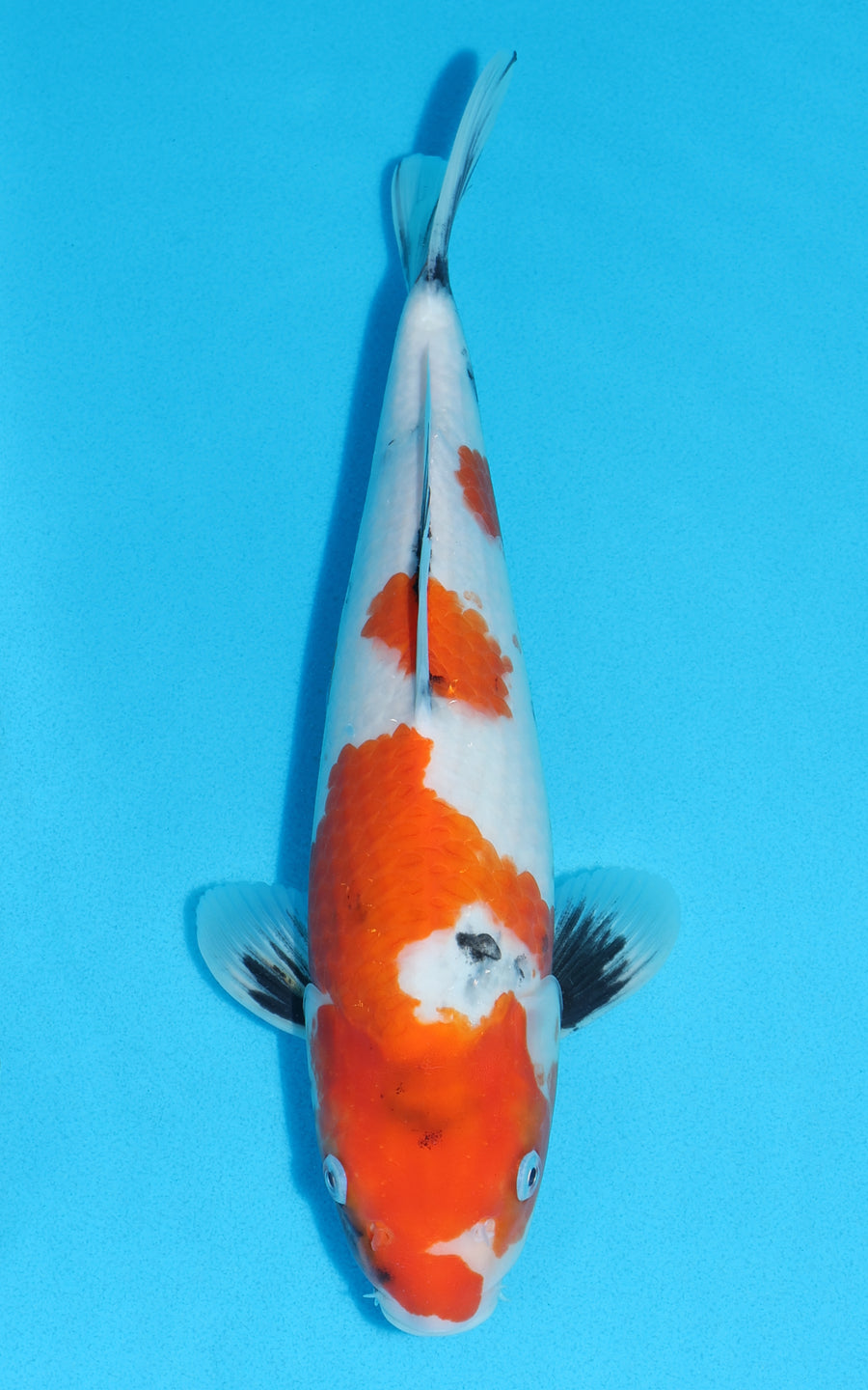 Showa - 32cm REF:19507