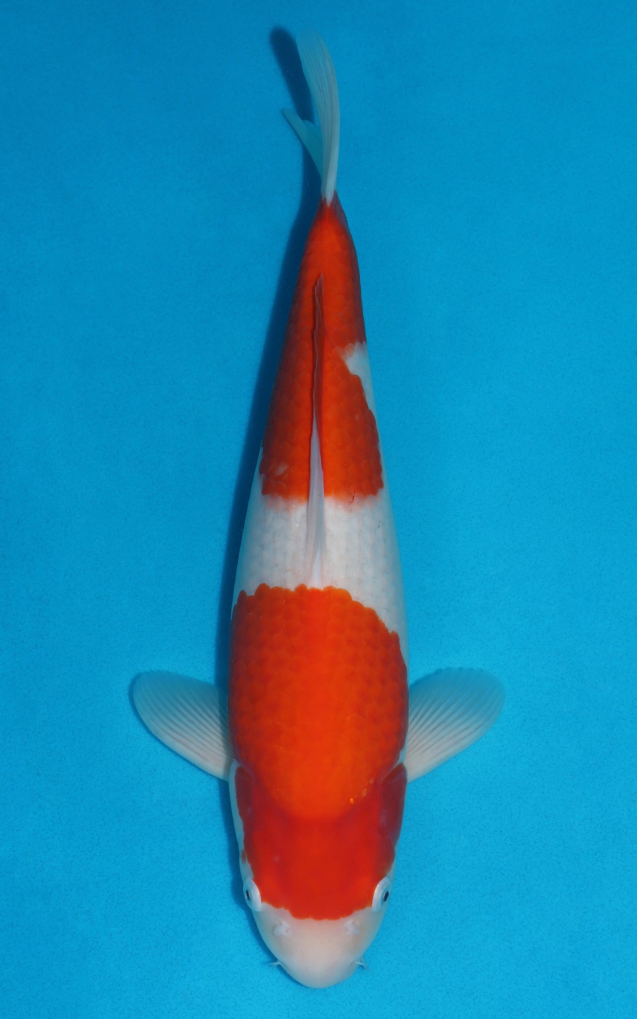 Kohaku - 45cm REF:39066