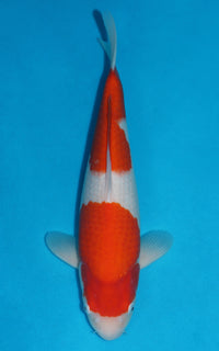 Thumbnail for Kohaku - 45cm REF:39066