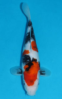 Thumbnail for Showa - 36cm REF:29003