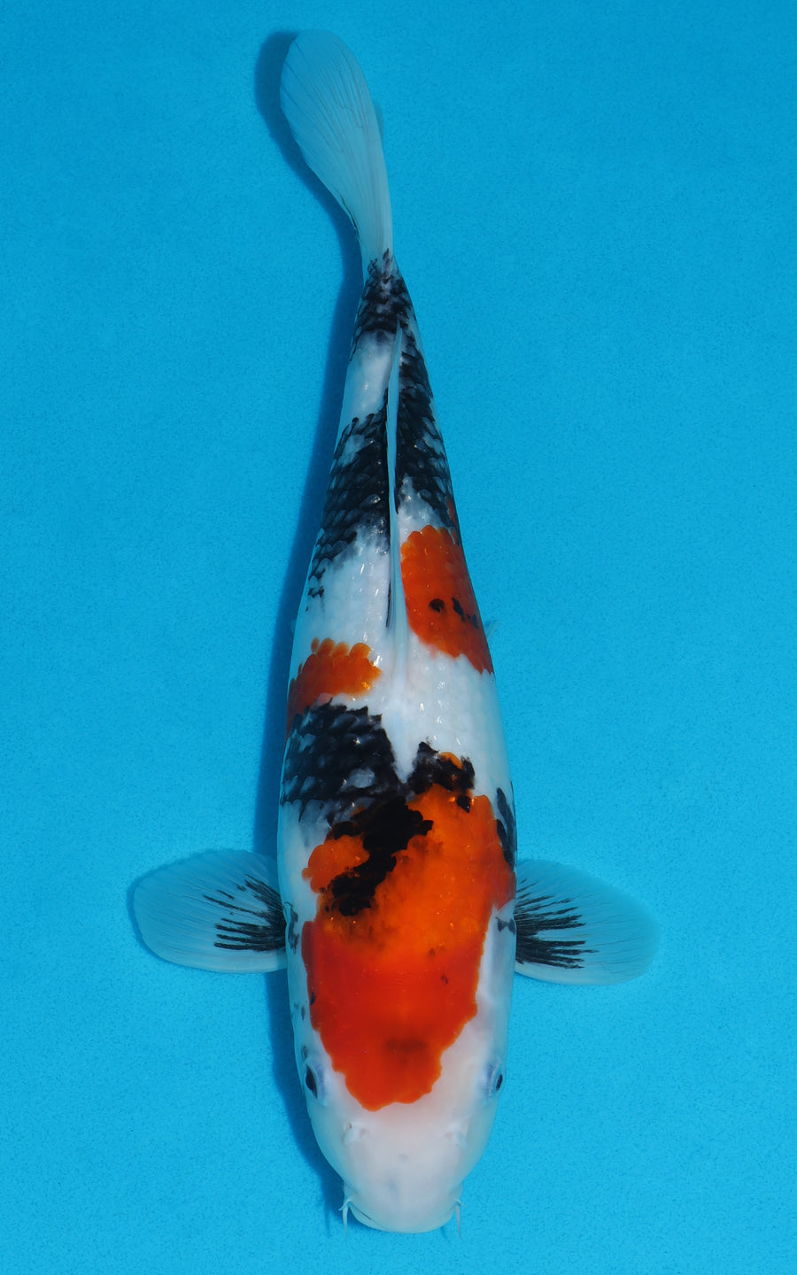 Showa - 36cm REF:29003