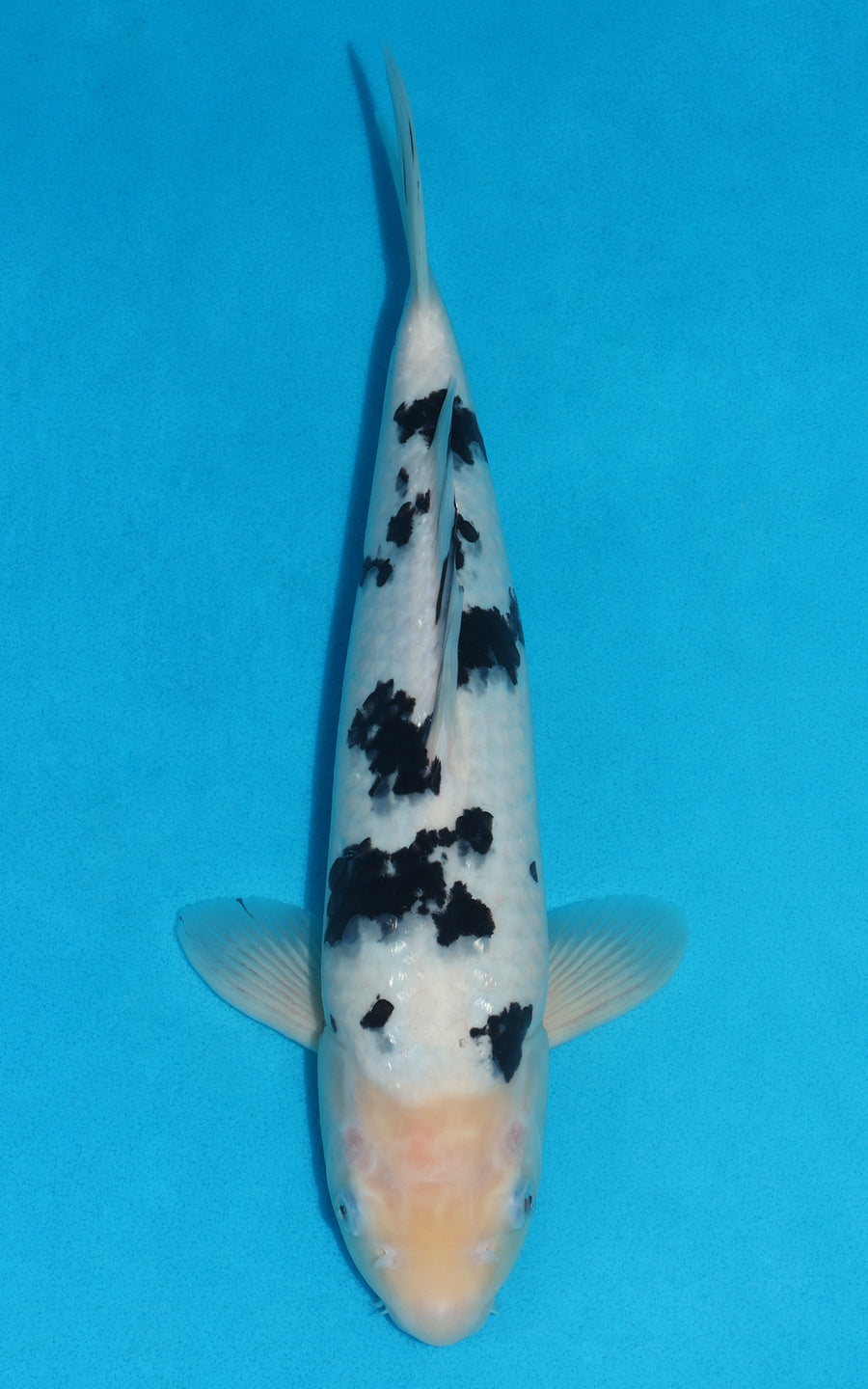 Shiro Bekko - 37cm REF:29044