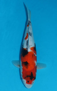 Thumbnail for Showa - 40cm REF:29013