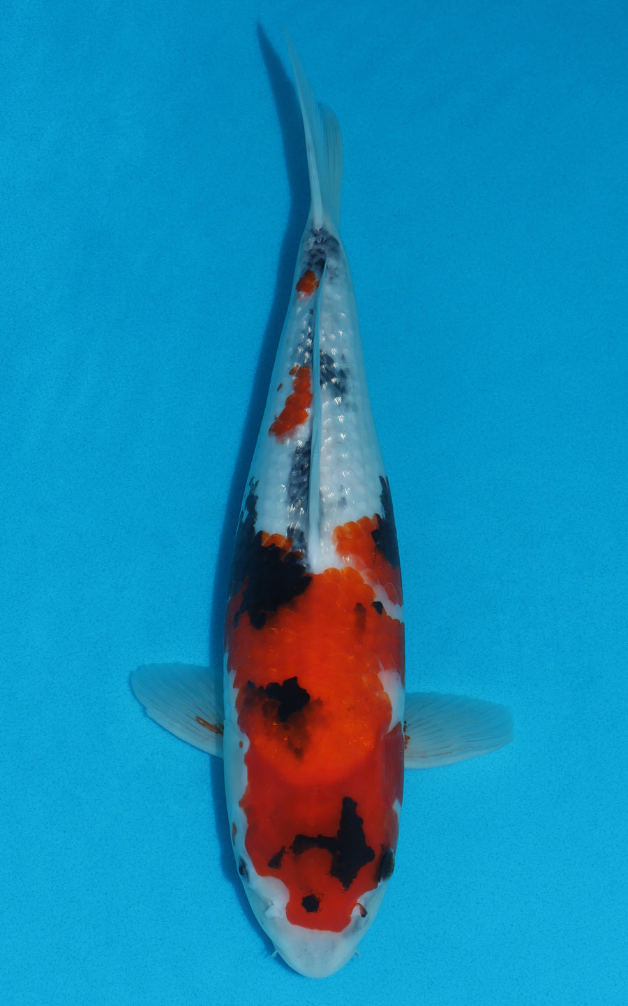 Showa - 40cm REF:29013