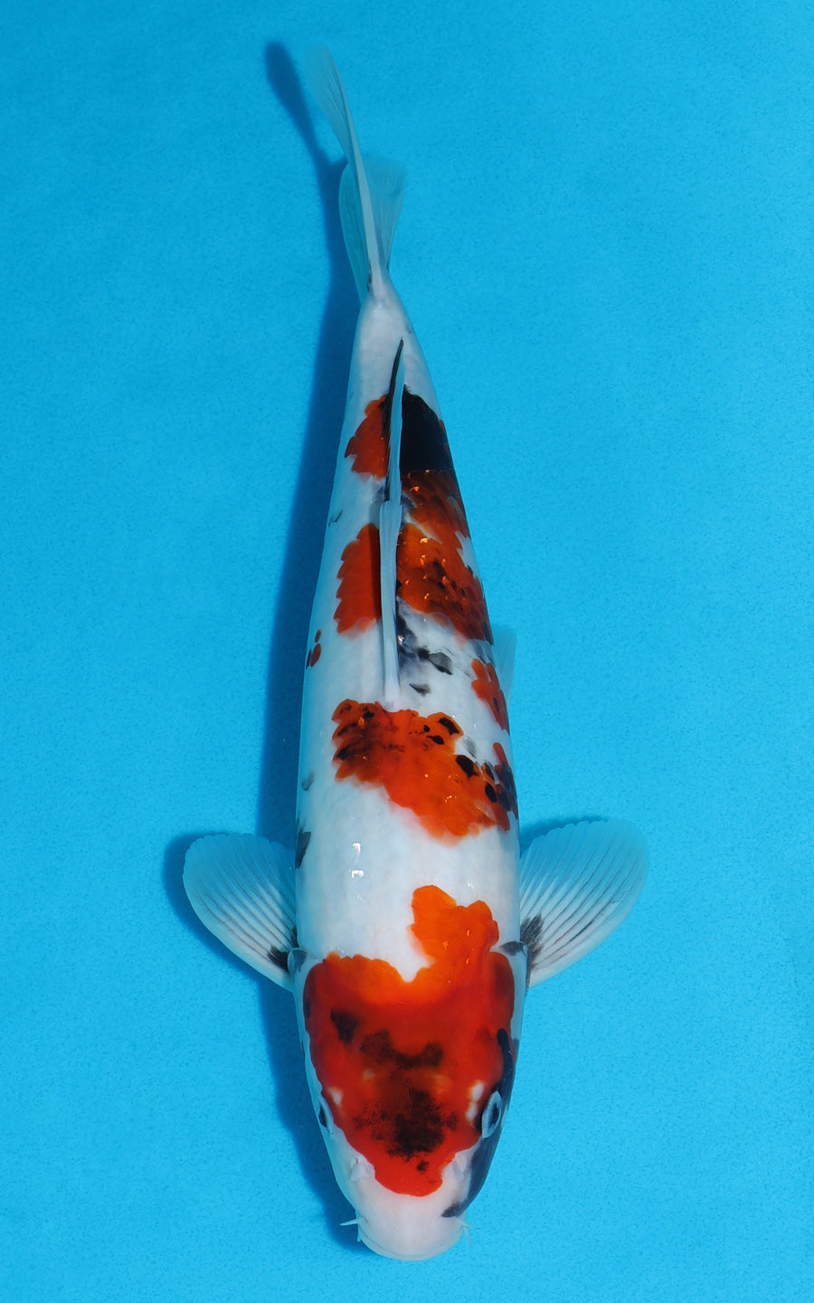 Showa - 32cm REF:19511