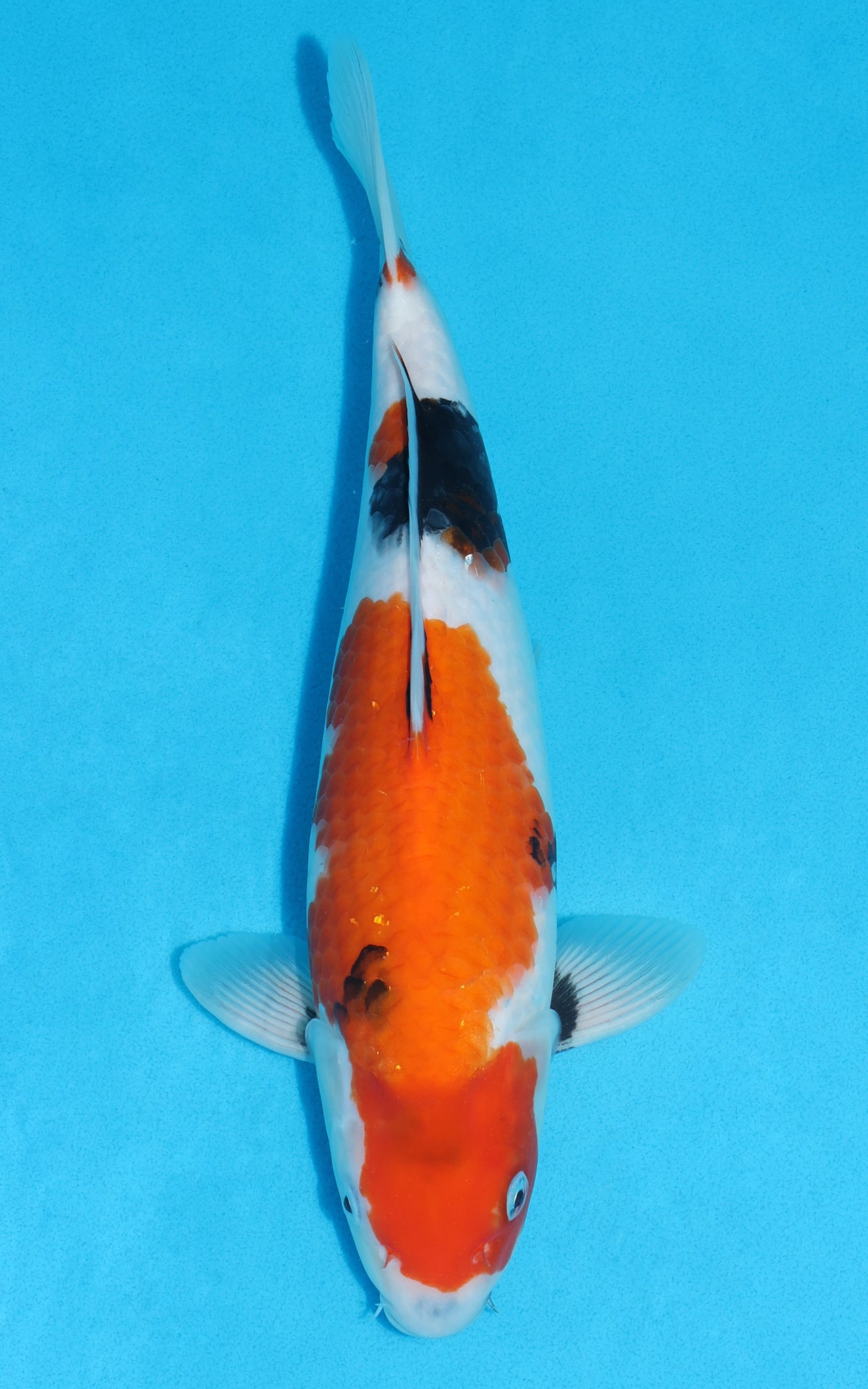 Showa - 34cm REF:19513