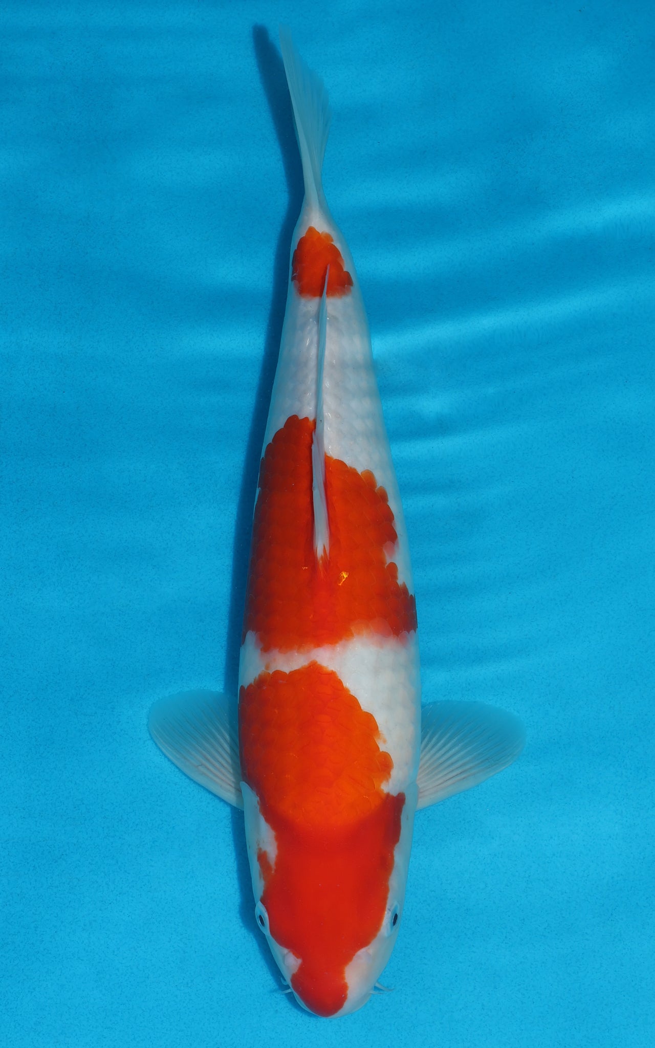 Kohaku - 38cm REF:29027