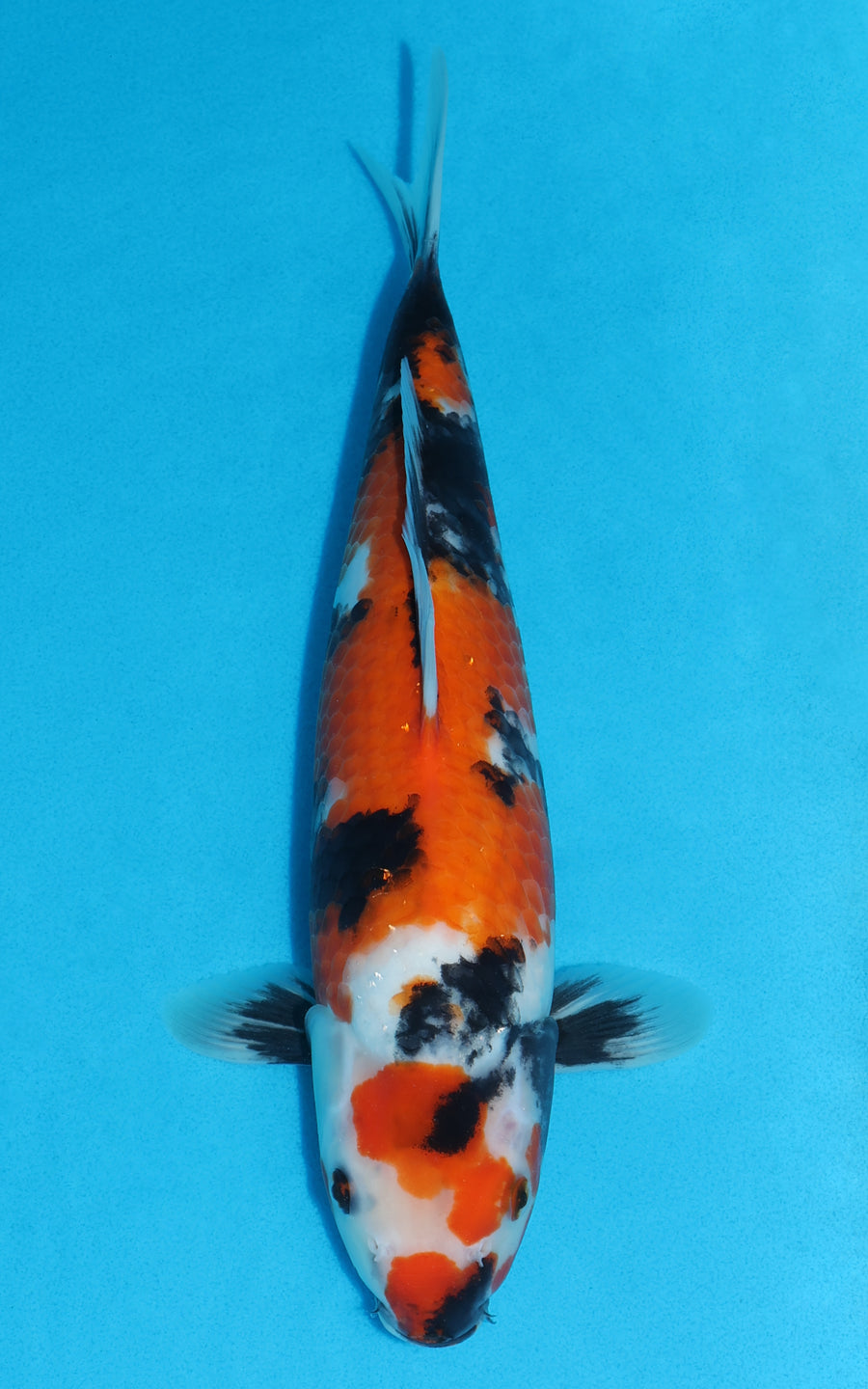 Showa - 34cm REF:19514