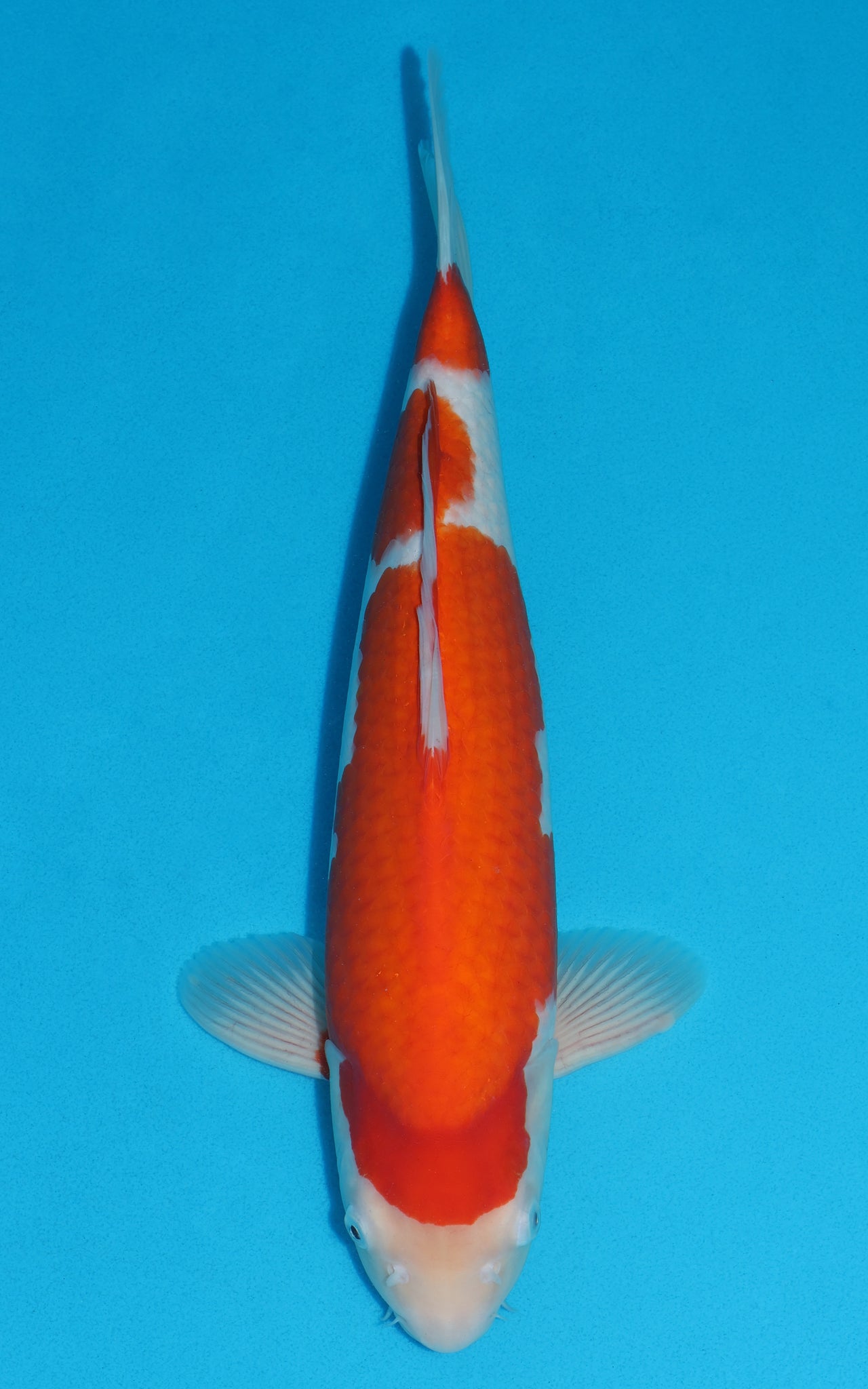 Kohaku - 43cm REF:39052